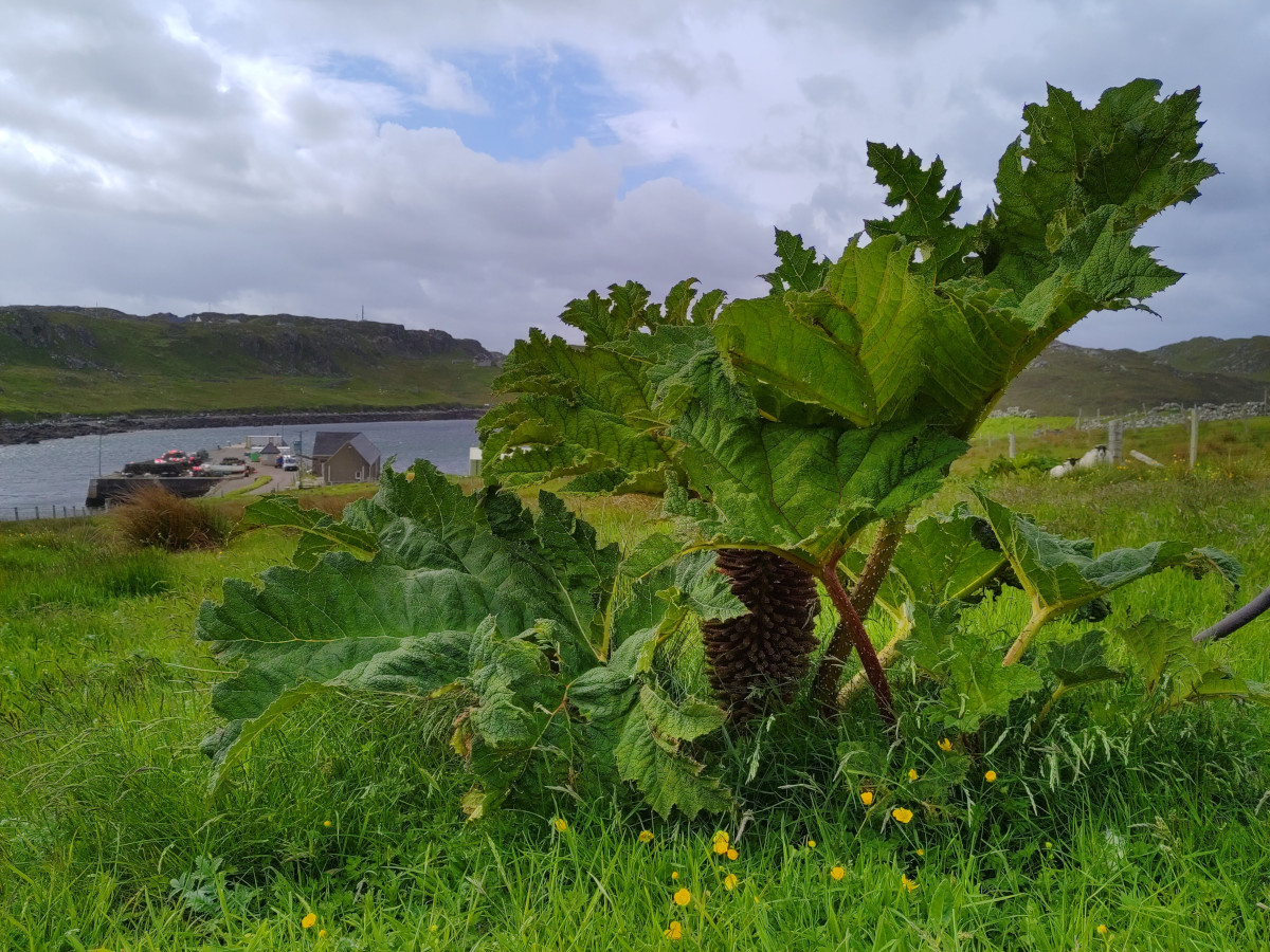 The Gunnera war