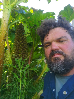 me and a massive gunnera