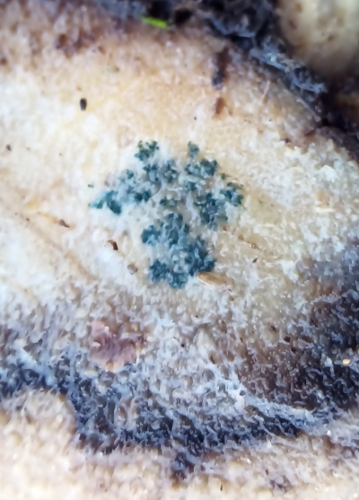 Blue stain within a root