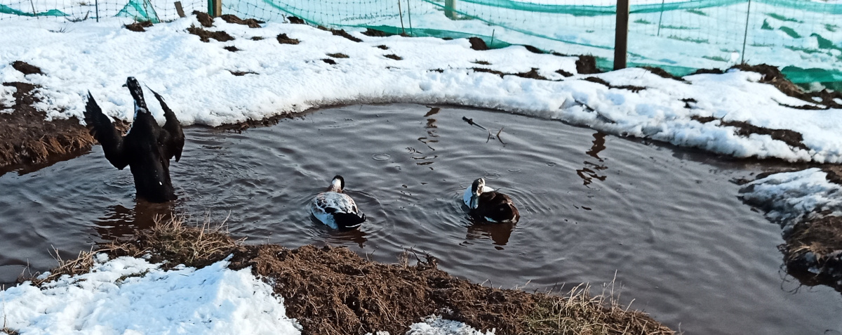 Open pasture duck eggs