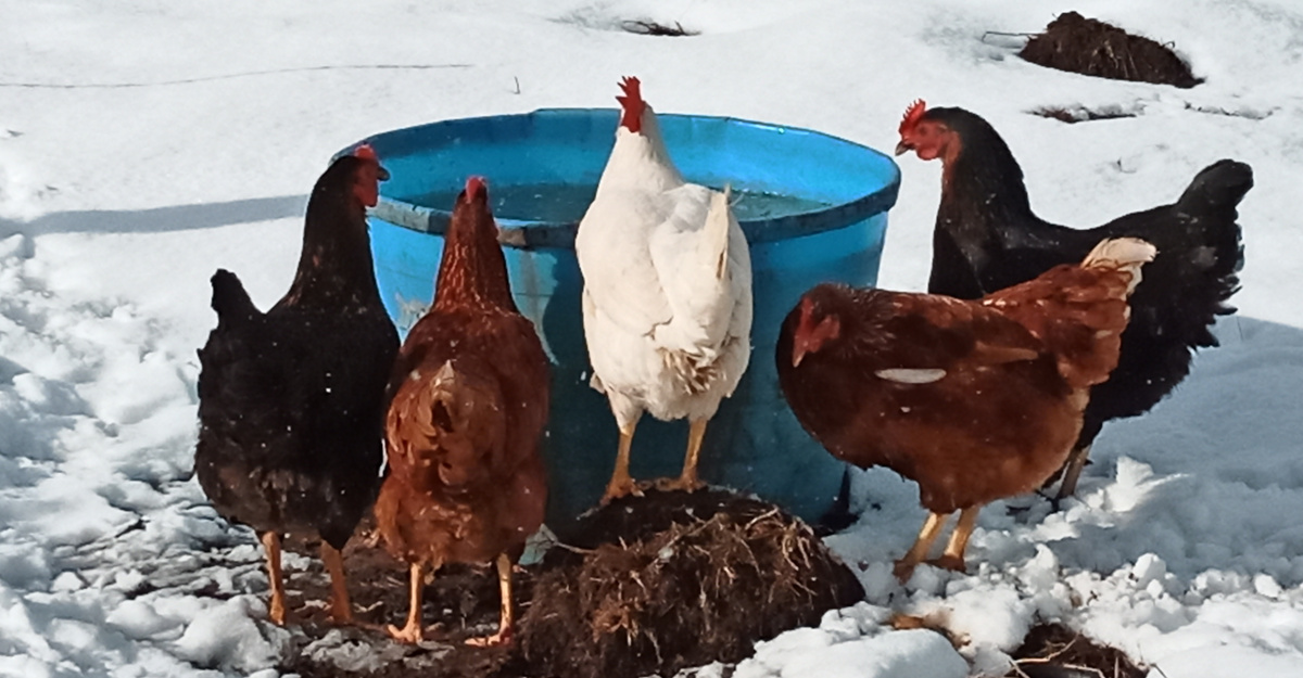 Open pasture chicken eggs