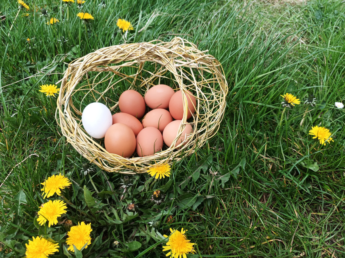 Wild basketry