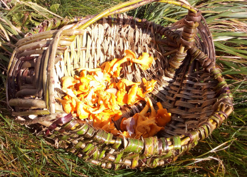 basket with mushrooms